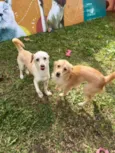 Molly e Polly