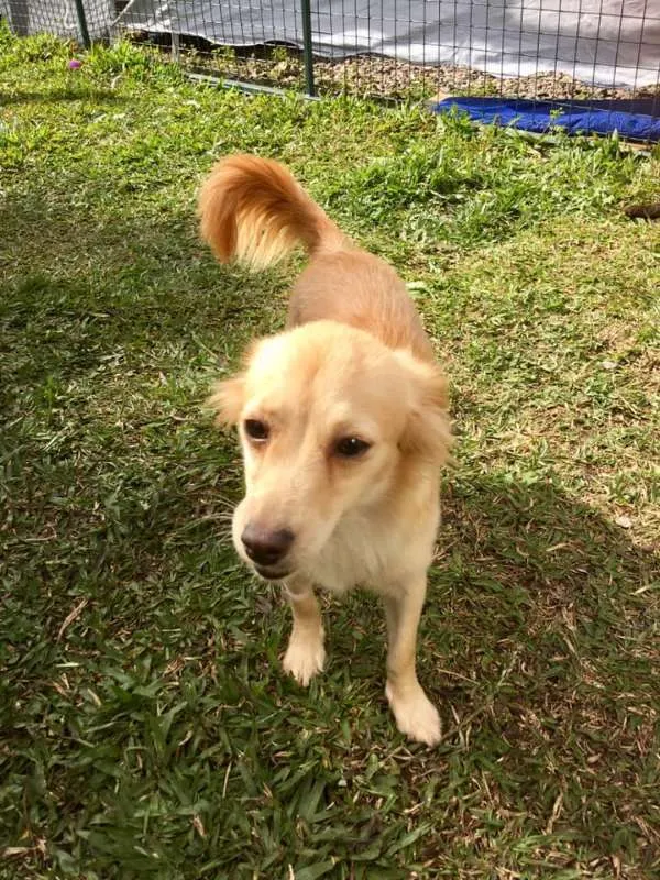 Cachorro ra a SRD idade 3 anos nome Molly e Polly
