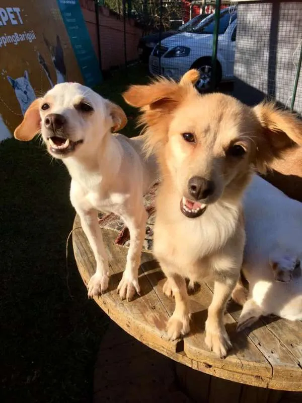 Cachorro ra a SRD idade 3 anos nome Molly e Polly