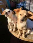 Molly e Polly