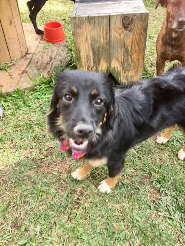 Cachorro ra a SRD idade 1 ano nome Ametista