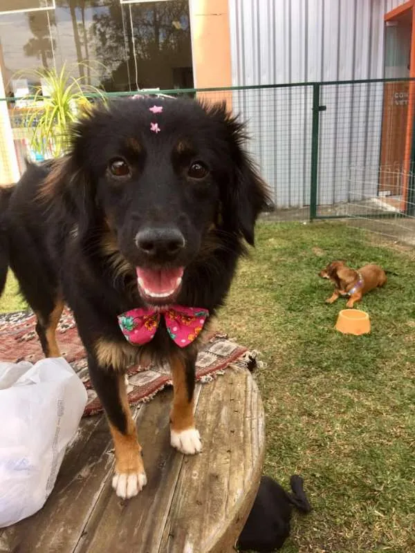 Cachorro ra a SRD idade 1 ano nome Ametista