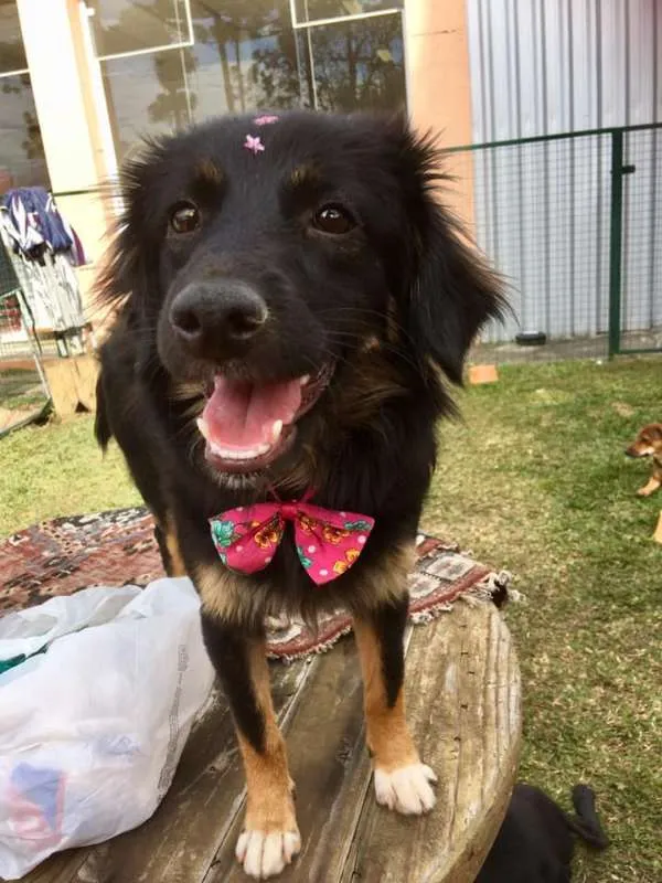 Cachorro ra a SRD idade 1 ano nome Ametista