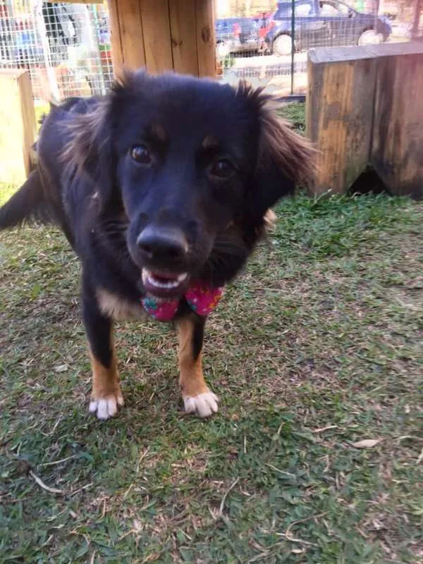 Cachorro ra a SRD idade 1 ano nome Ametista