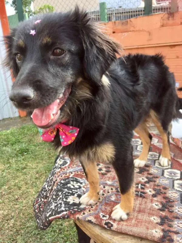 Cachorro ra a SRD idade 1 ano nome Ametista