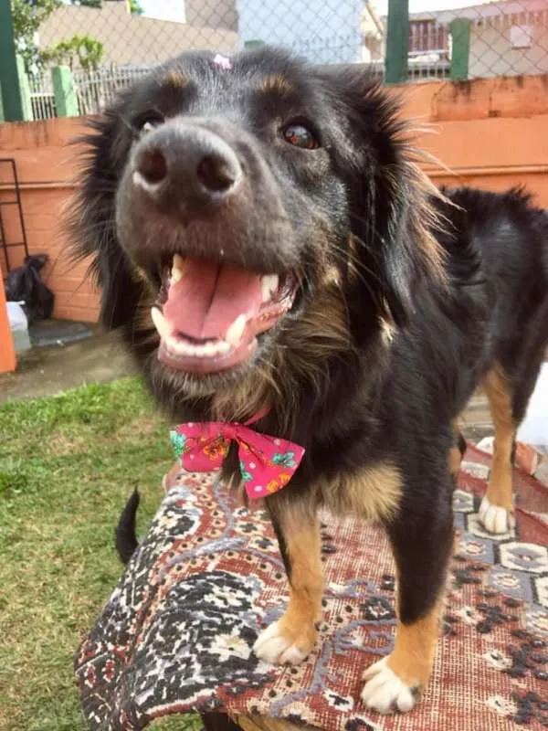 Cachorro ra a SRD idade 1 ano nome Ametista