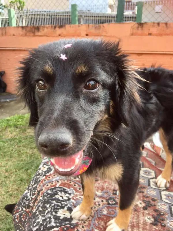 Cachorro ra a SRD idade 1 ano nome Ametista