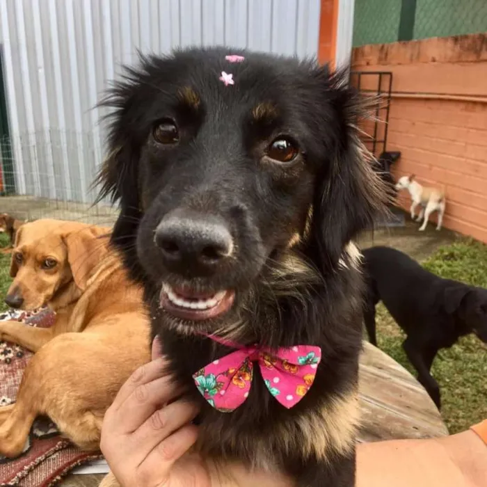 Cachorro ra a SRD idade 1 ano nome Ametista