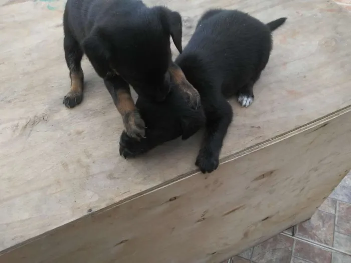 Cachorro ra a Vira lata idade Abaixo de 2 meses nome Sem nome