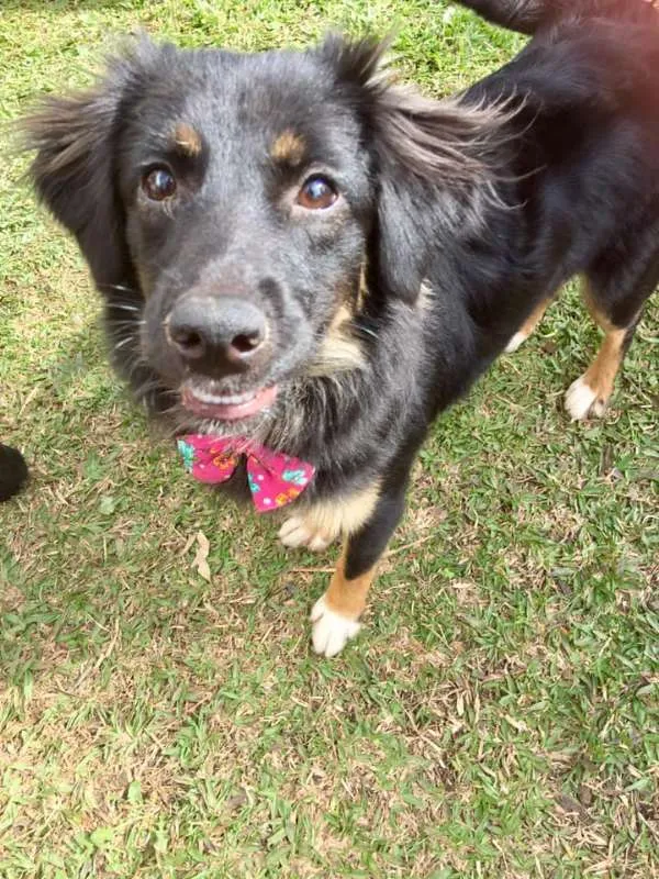 Cachorro ra a SRD idade 1 ano nome Ametista