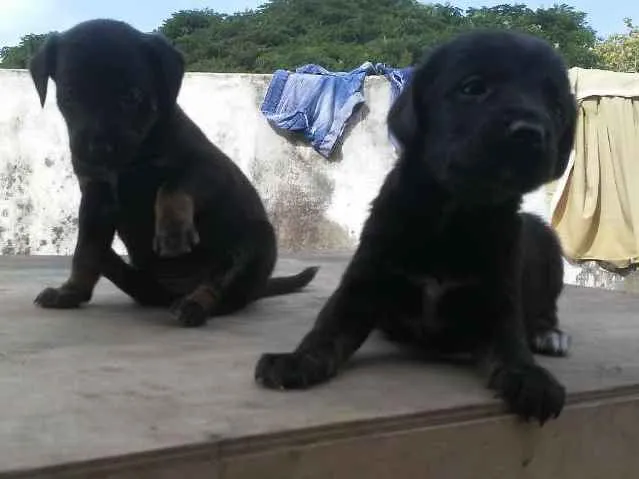 Cachorro ra a Vira lata idade Abaixo de 2 meses nome Sem nome