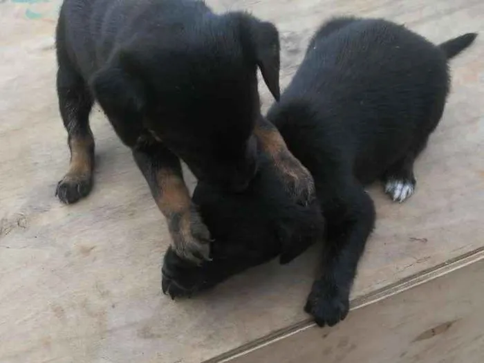 Cachorro ra a Vira lata idade Abaixo de 2 meses nome Sem nome