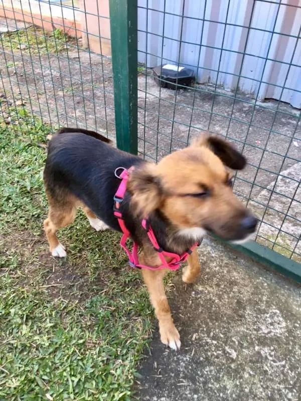 Cachorro ra a SRD idade 3 anos nome Helena