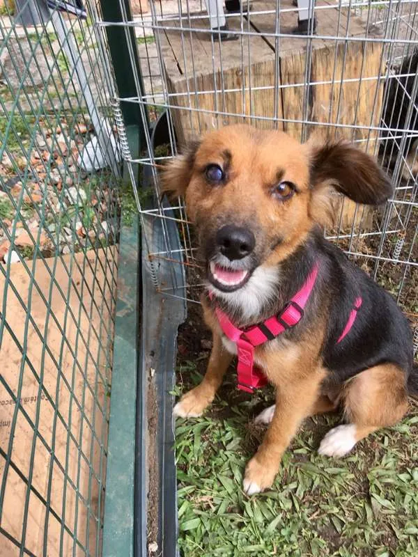 Cachorro ra a SRD idade 3 anos nome Helena