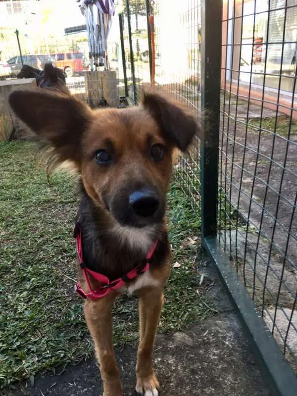 Cachorro ra a SRD idade 3 anos nome Helena