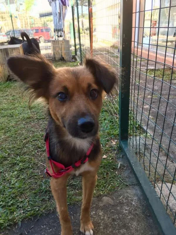 Cachorro ra a SRD idade 3 anos nome Helena