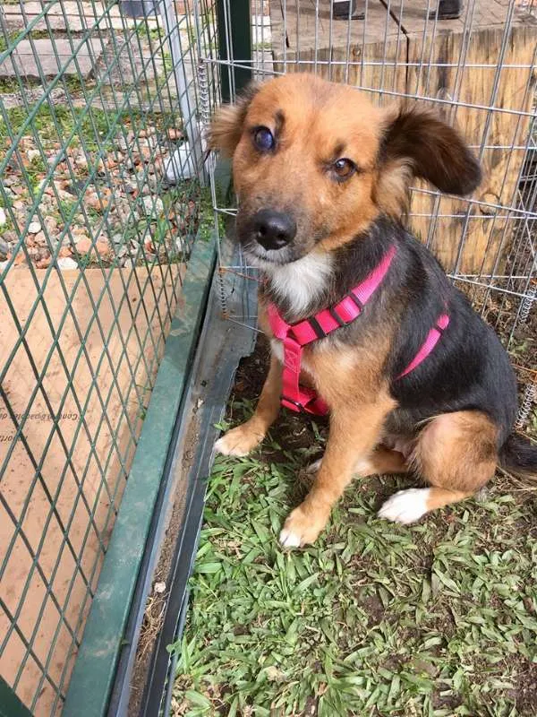 Cachorro ra a SRD idade 3 anos nome Helena