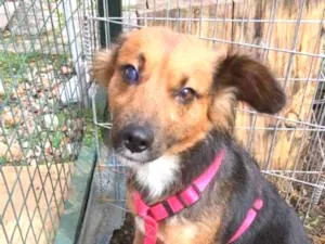 Cachorro raça SRD idade 3 anos nome Helena