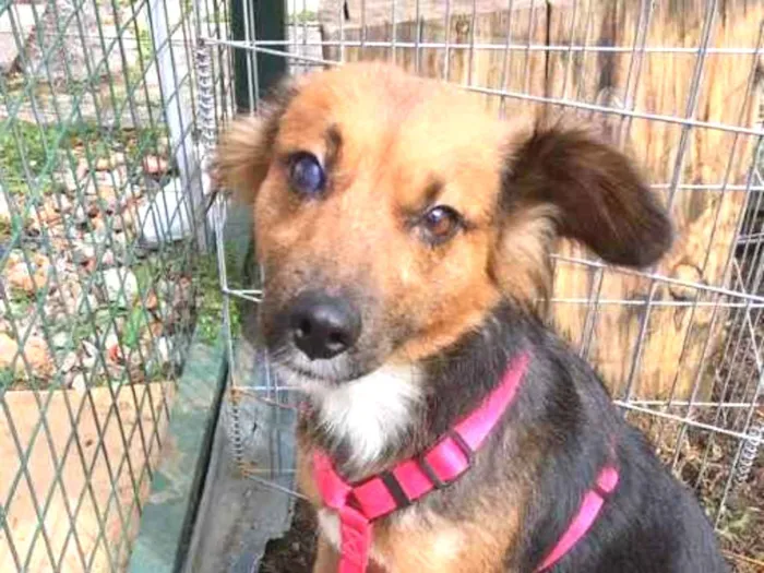 Cachorro ra a SRD idade 3 anos nome Helena