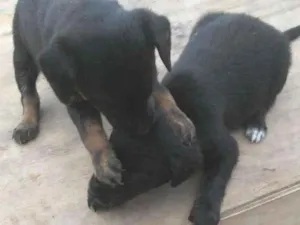 Cachorro raça Vira lata idade Abaixo de 2 meses nome Sem nome