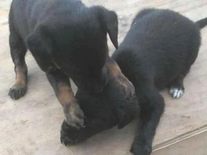 Cachorro ra a Vira lata idade Abaixo de 2 meses nome Sem nome