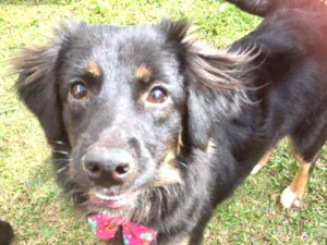Cachorro raça SRD idade 1 ano nome Ametista