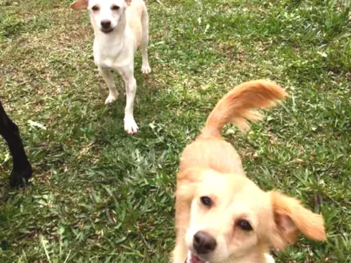Cachorro ra a SRD idade 3 anos nome Molly e Polly