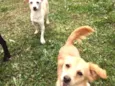 Molly e Polly