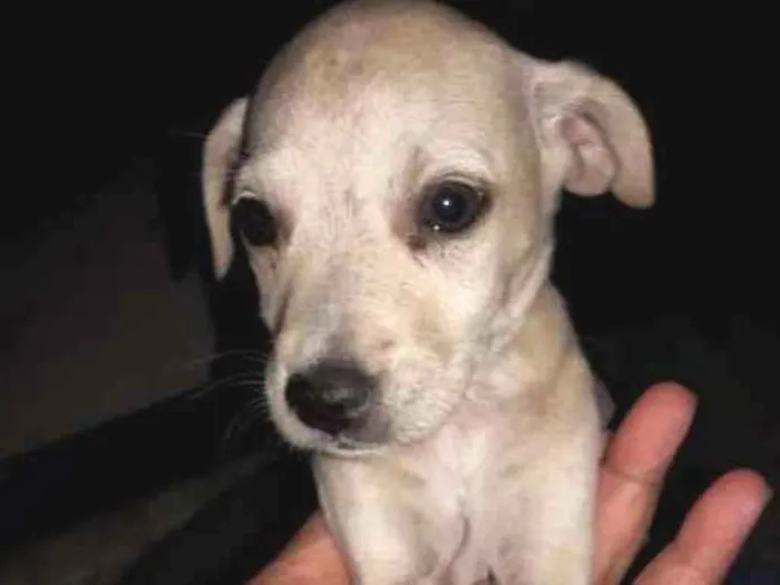 Cachorro ra a Vira-lata  idade Abaixo de 2 meses nome Sem nome 