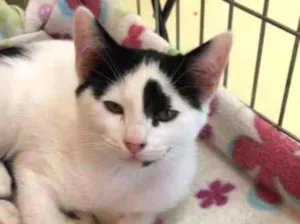 Gato raça SRD idade 2 a 6 meses nome Apolo