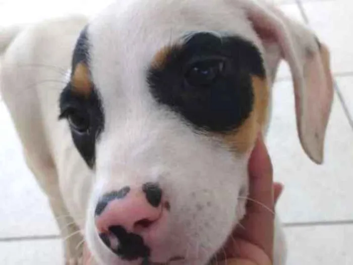 Cachorro ra a SRD  idade 2 a 6 meses nome Sem Nome 