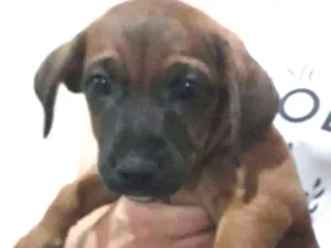 Cachorro raça SRD idade Abaixo de 2 meses nome Lindos filhotes