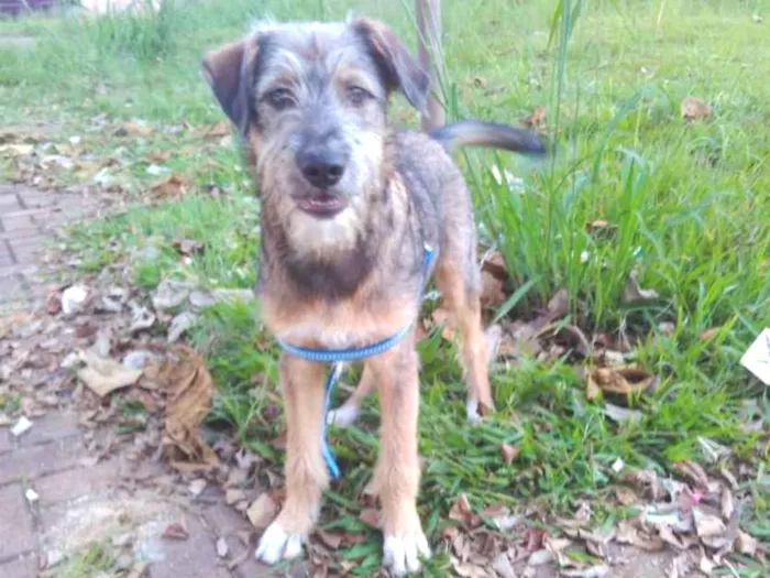 Cachorro ra a SRD  idade 2 a 6 meses nome Bingo 