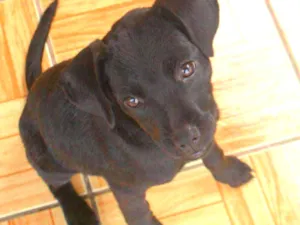 Cachorro raça viralata idade 2 a 6 meses nome Tina e Mikelangela