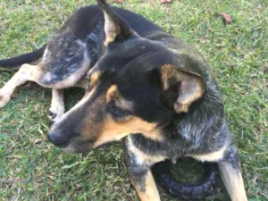 Cachorro raça SRD idade 3 anos nome Mel
