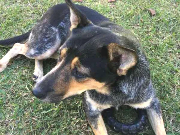 Cachorro ra a SRD idade 3 anos nome Mel