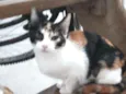 Margarida