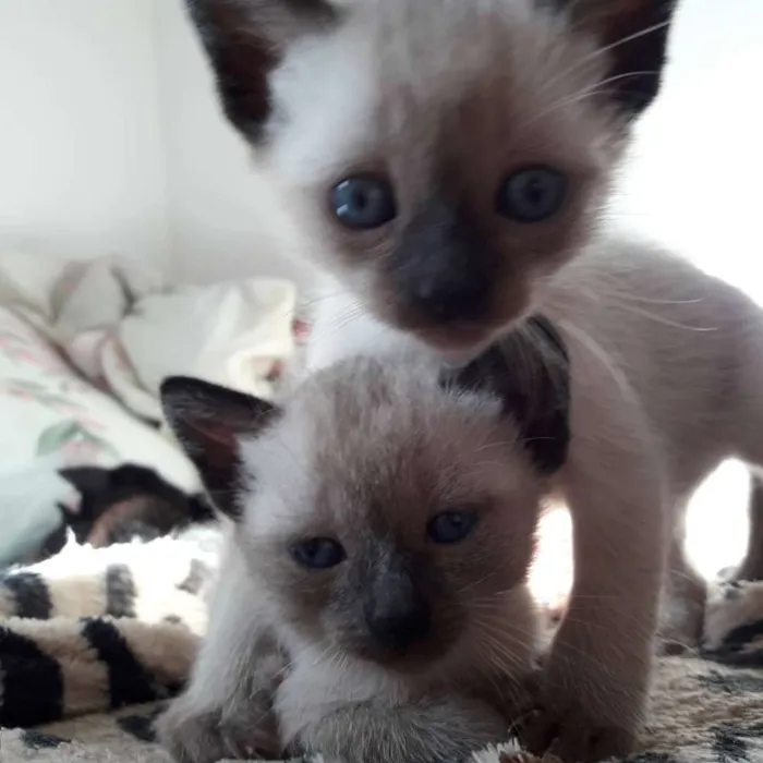 Gato ra a SRD idade Abaixo de 2 meses nome Filhotes