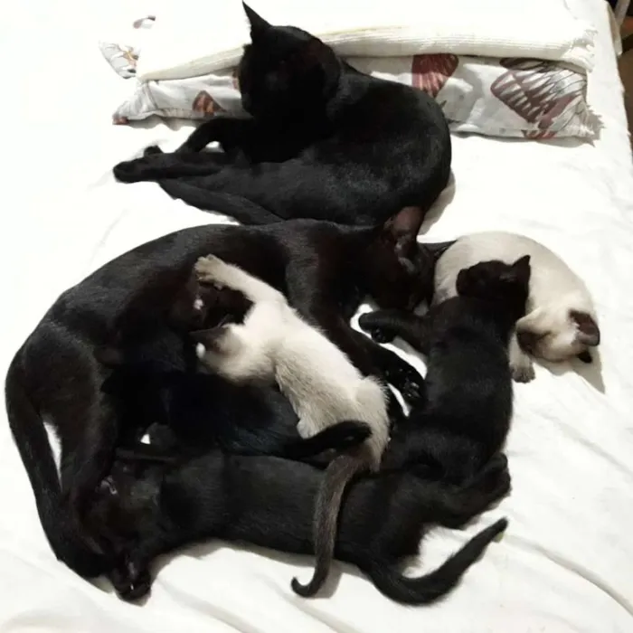 Gato ra a SRD idade Abaixo de 2 meses nome Filhotes