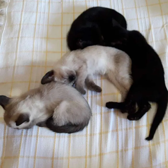 Gato ra a SRD idade Abaixo de 2 meses nome Filhotes