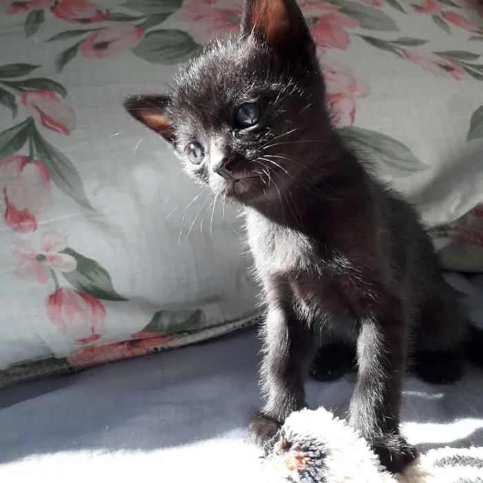 Gato ra a SRD idade Abaixo de 2 meses nome Filhotes