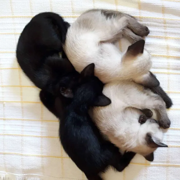 Gato ra a SRD idade Abaixo de 2 meses nome Filhotes