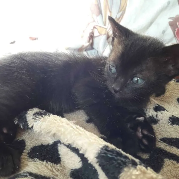 Gato ra a SRD idade Abaixo de 2 meses nome Filhotes