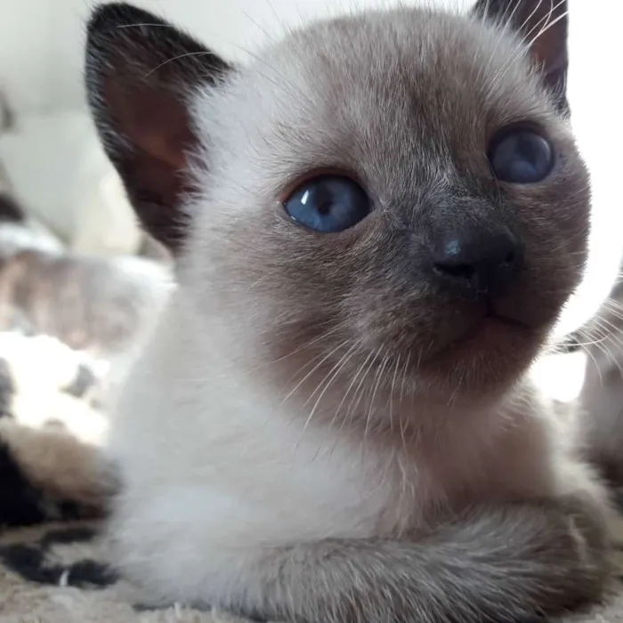 Gato ra a SRD idade Abaixo de 2 meses nome Filhotes