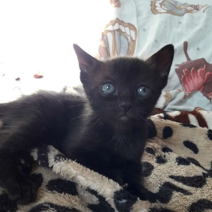 Gato ra a SRD idade Abaixo de 2 meses nome Filhotes