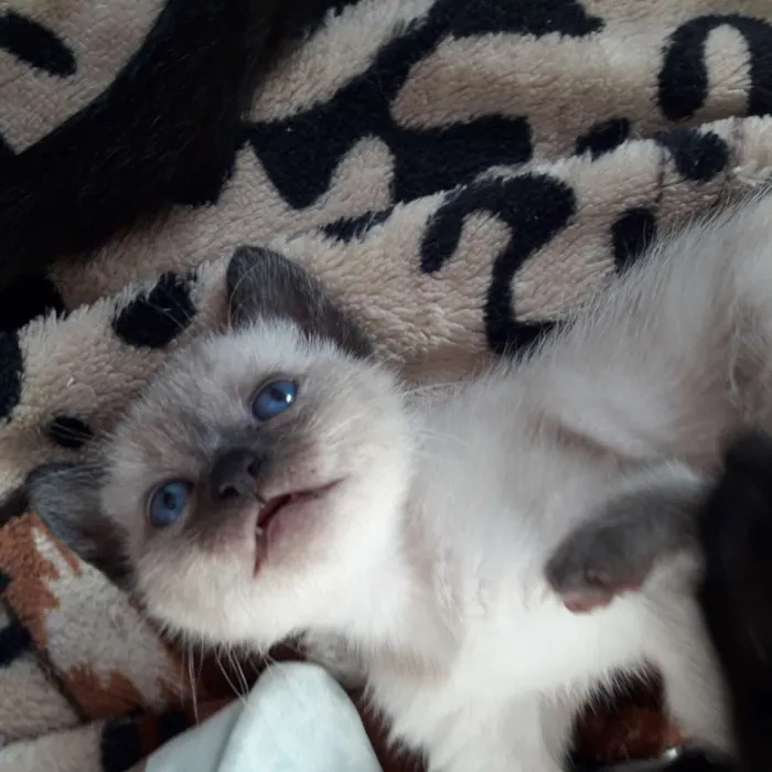 Gato ra a SRD idade Abaixo de 2 meses nome Filhotes
