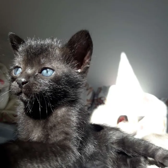 Gato ra a SRD idade Abaixo de 2 meses nome Filhotes