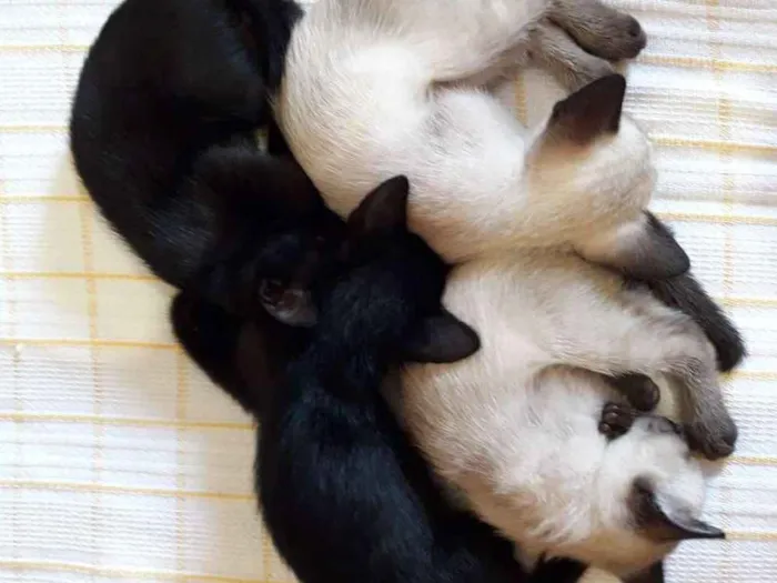 Gato ra a SRD idade Abaixo de 2 meses nome Filhotes