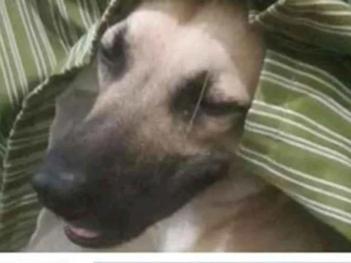 Cachorro ra a Sem raça definida idade 1 ano nome Zé