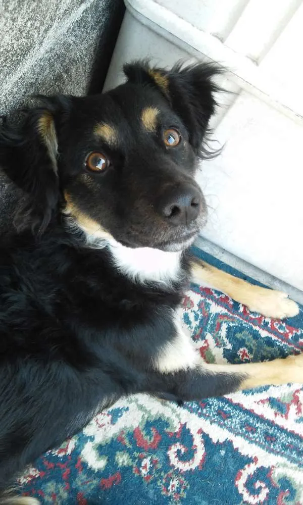 Cachorro ra a Vira lata  idade 5 anos nome Gibbs